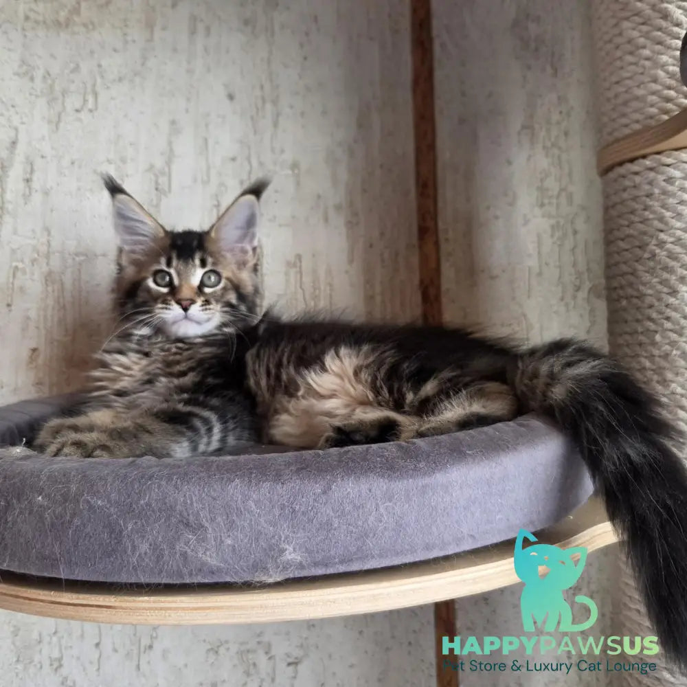 Radimir Maine Coon male black ticked tabby - live animals