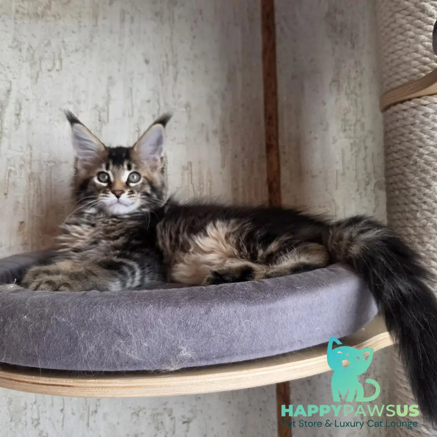 Radimir Maine Coon male black ticked tabby - live animals