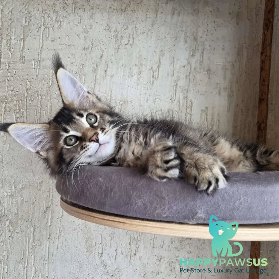 Radimir Maine Coon male black ticked tabby - live animals