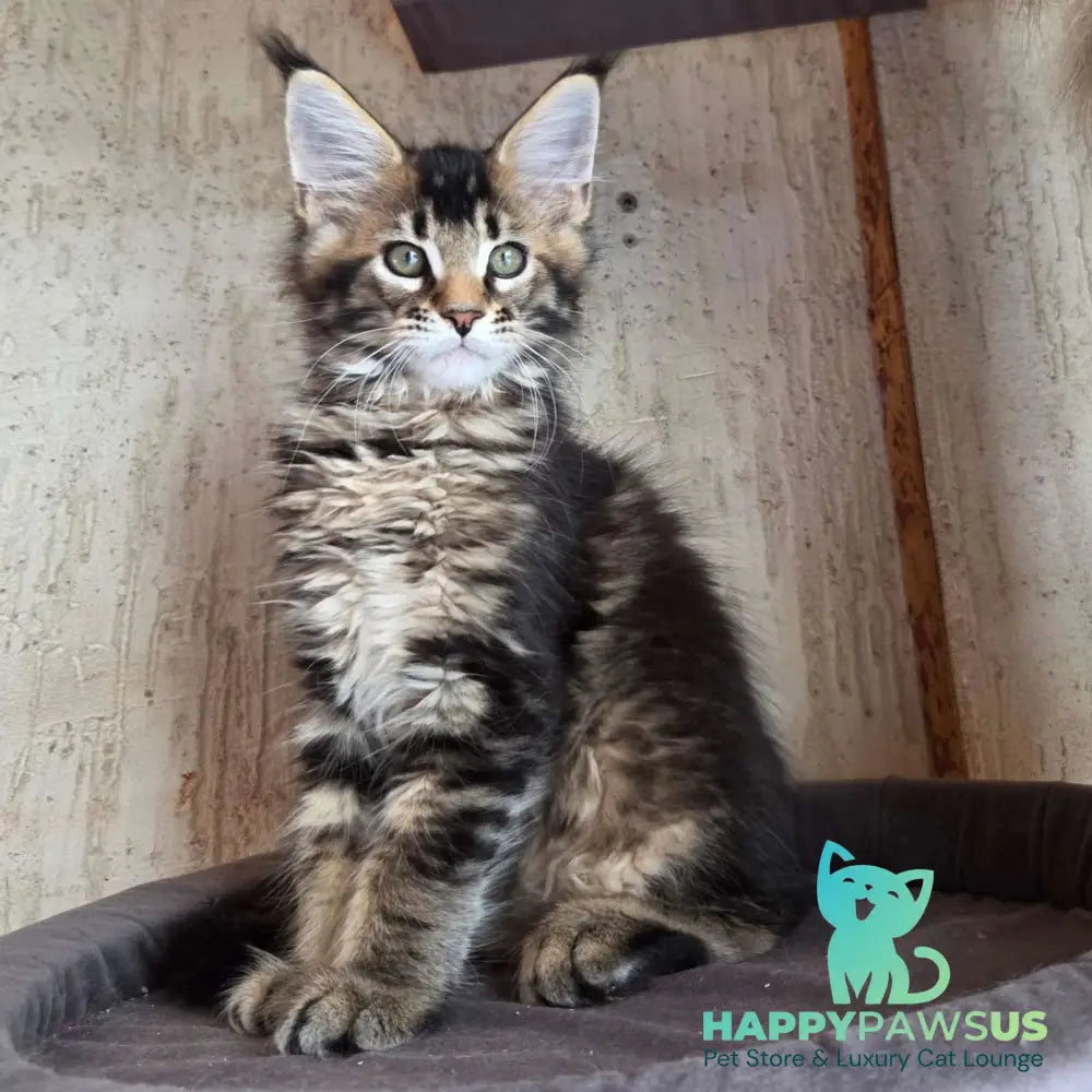 Radimir Maine Coon male black ticked tabby - live animals