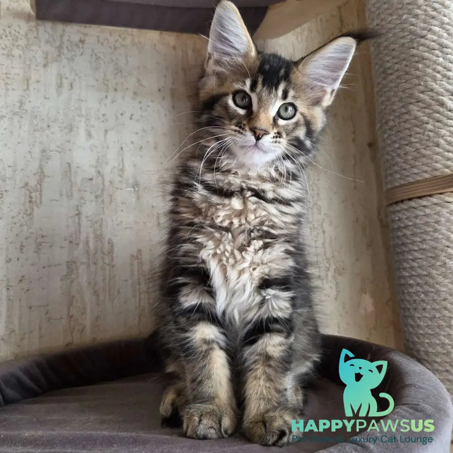 Radimir Maine Coon male black ticked tabby - live animals