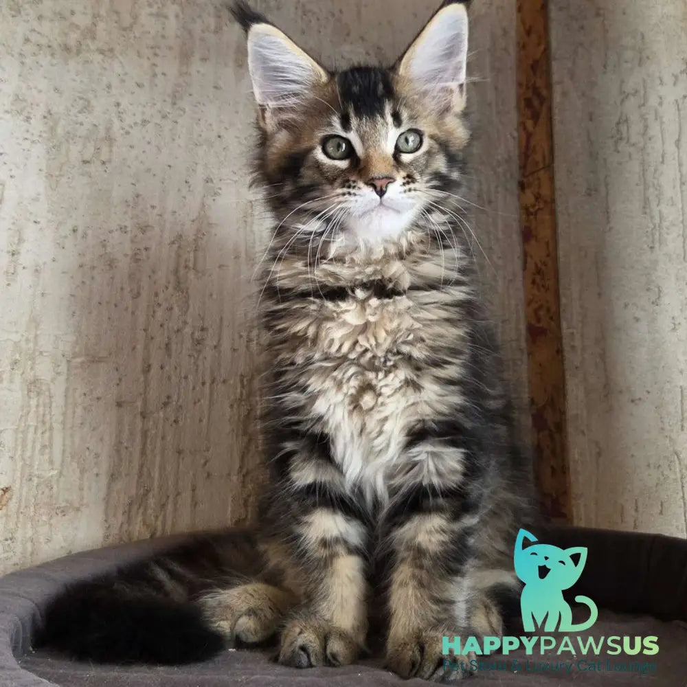 Radimir Maine Coon male black ticked tabby - live animals