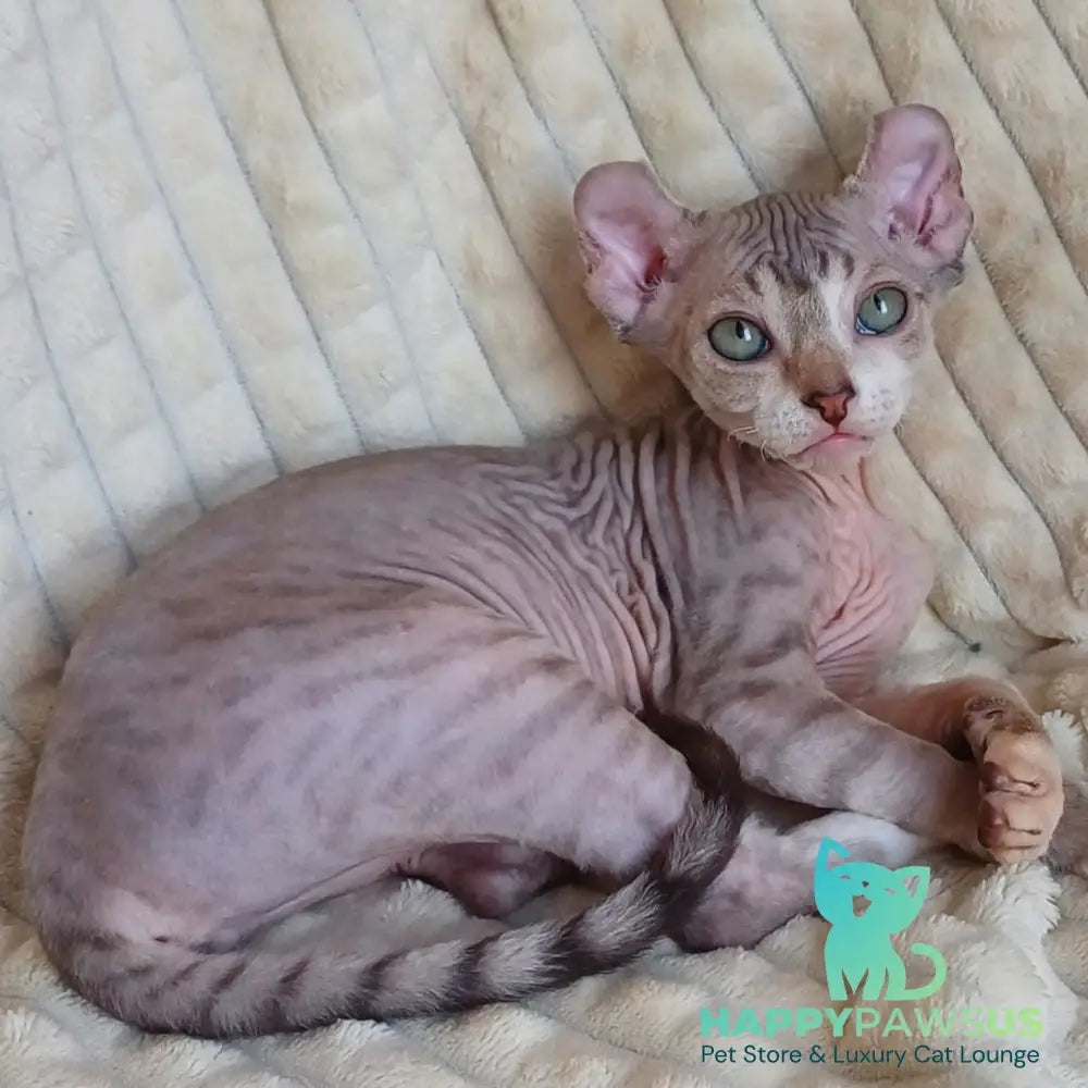 Radmila Elf female chocolate bicolour tabby - live animals