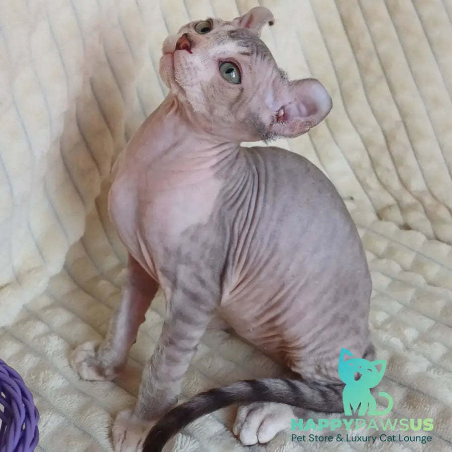 Radmila Elf female chocolate bicolour tabby - live animals