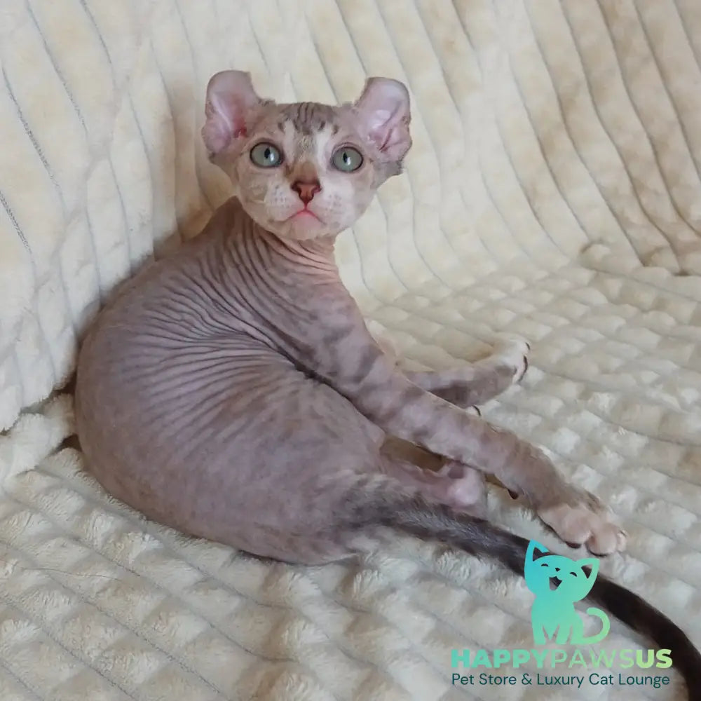 Radmila Elf female chocolate bicolour tabby - live animals
