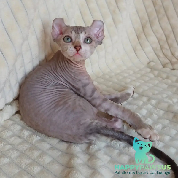 Radmila Elf female chocolate bicolour tabby - live animals