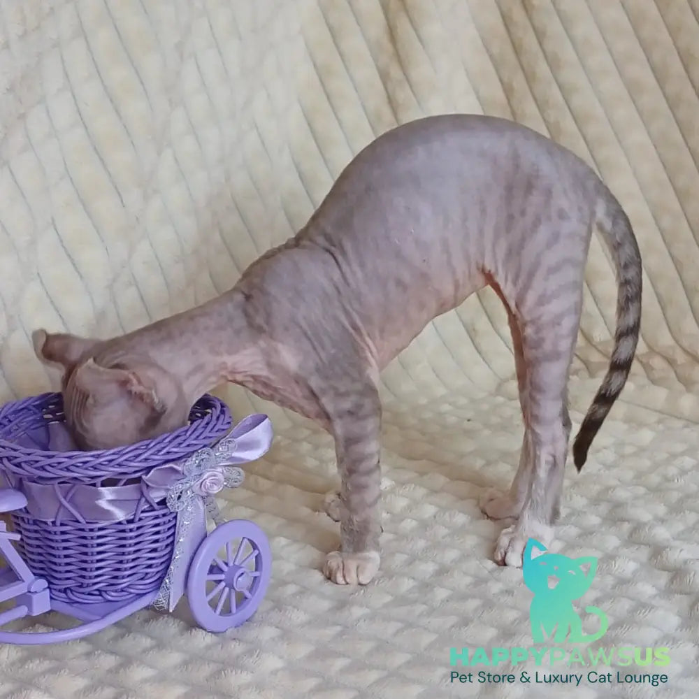 Radmila Elf female chocolate bicolour tabby - live animals