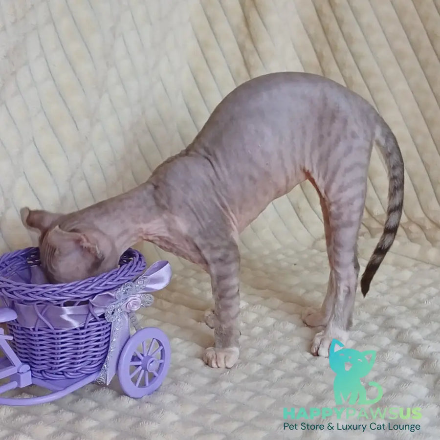 Radmila Elf female chocolate bicolour tabby - live animals