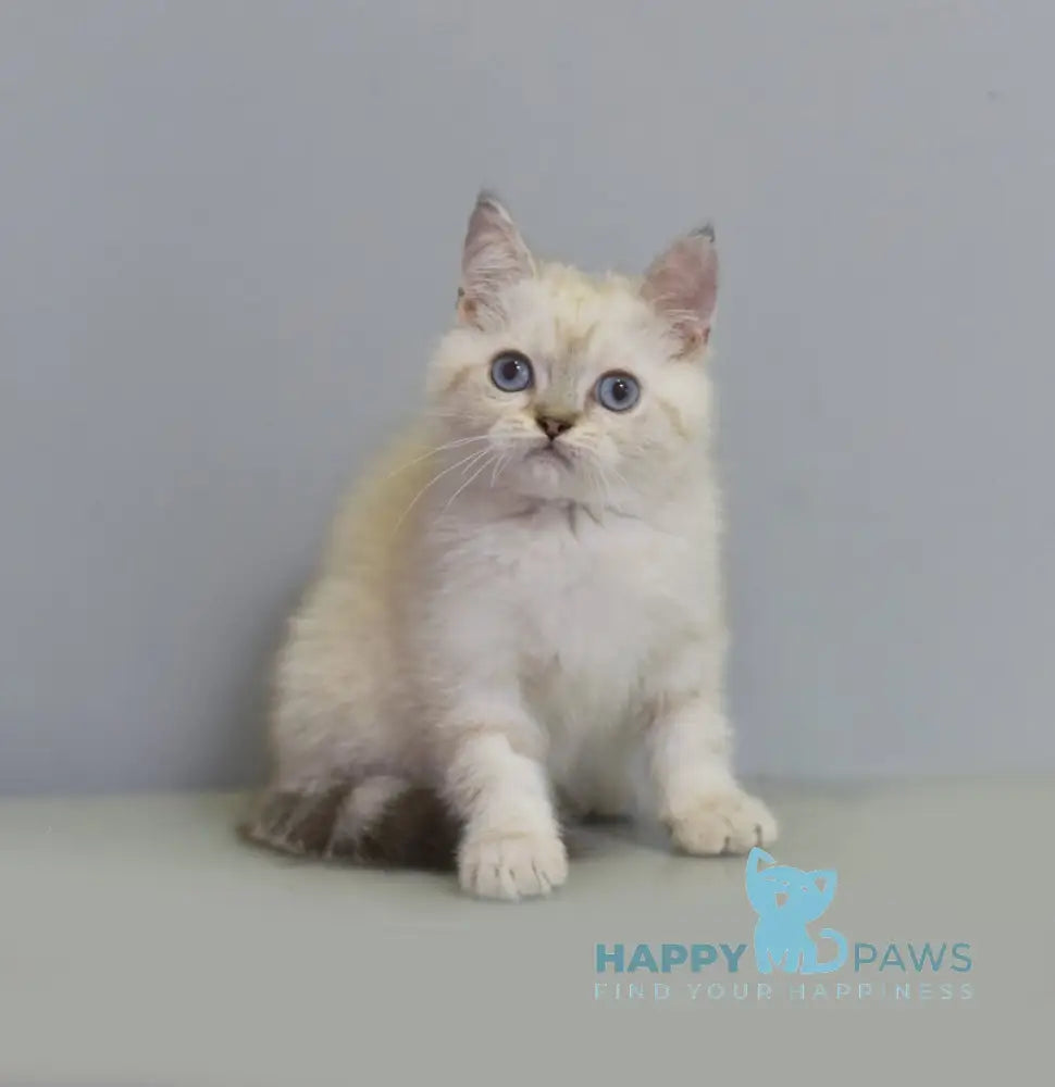 Rafael British Shorthair male blue pointed live animals