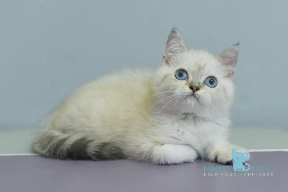 Rafael British Shorthair male blue pointed live animals