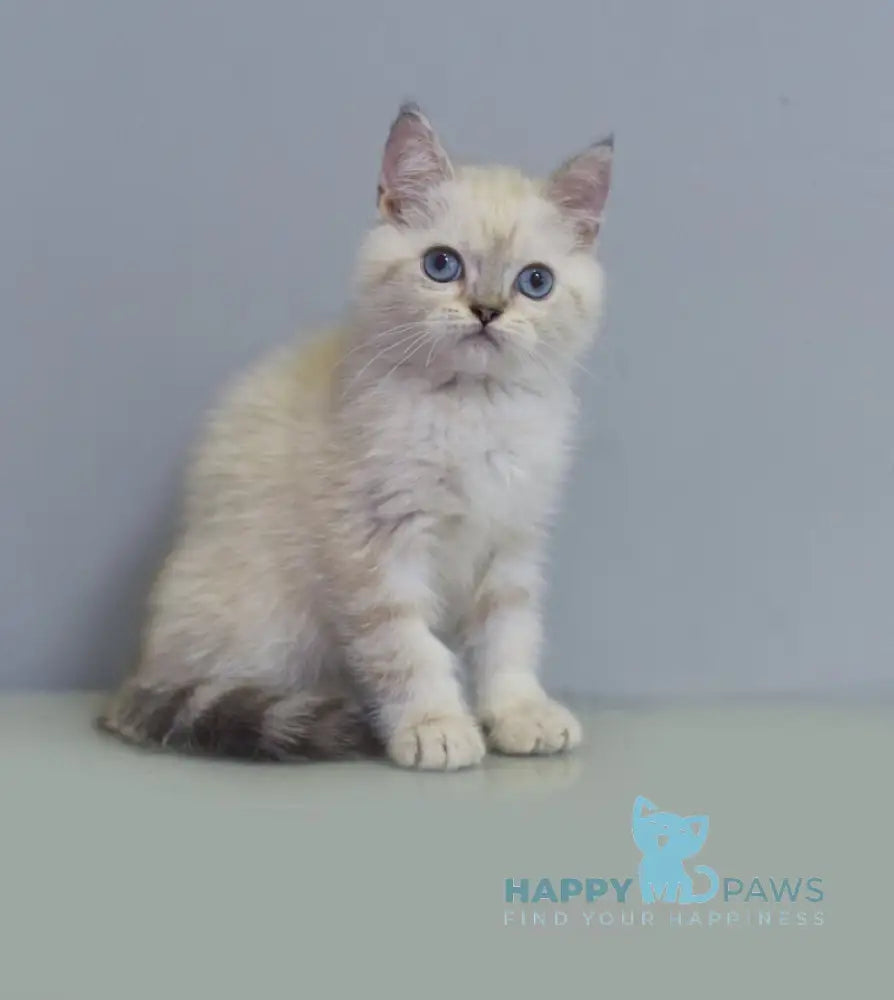 Rafael British Shorthair male blue pointed live animals