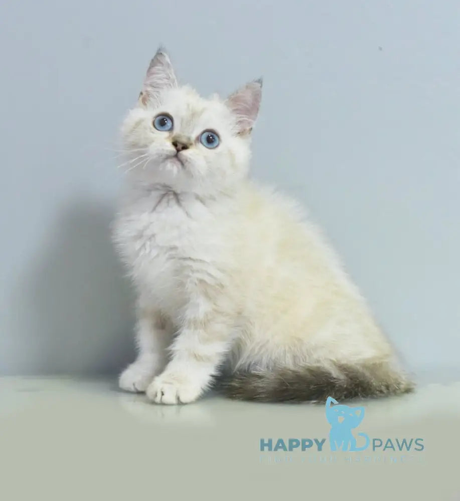 Rafael British Shorthair male blue pointed live animals