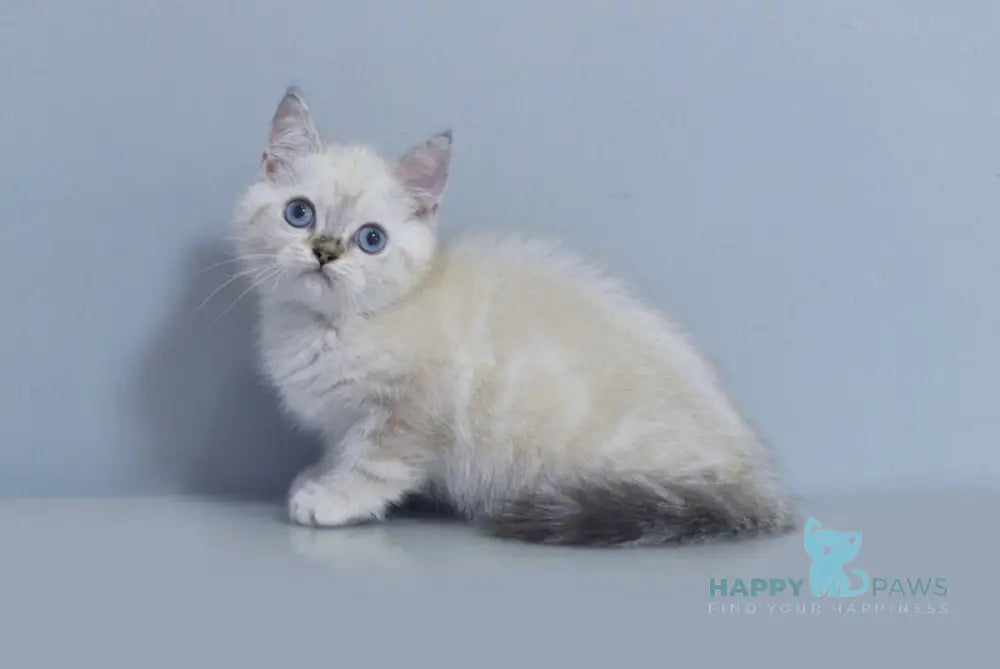Rafael British Shorthair male blue pointed live animals