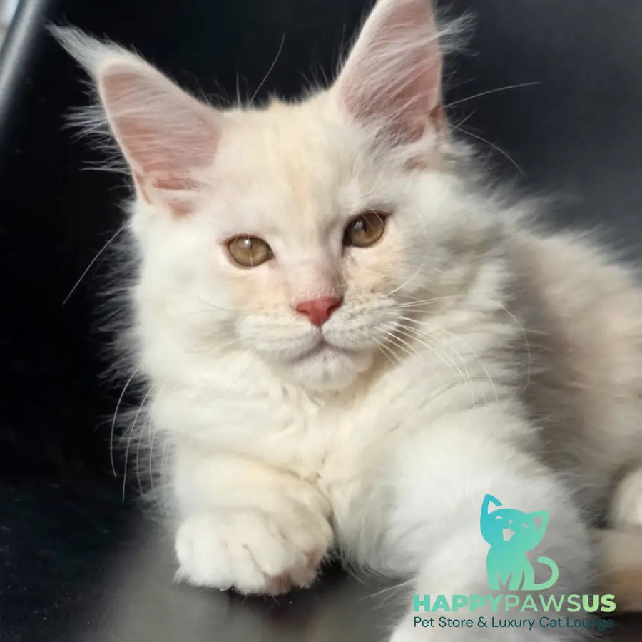Rafael Maine Coon male red silver - live animals