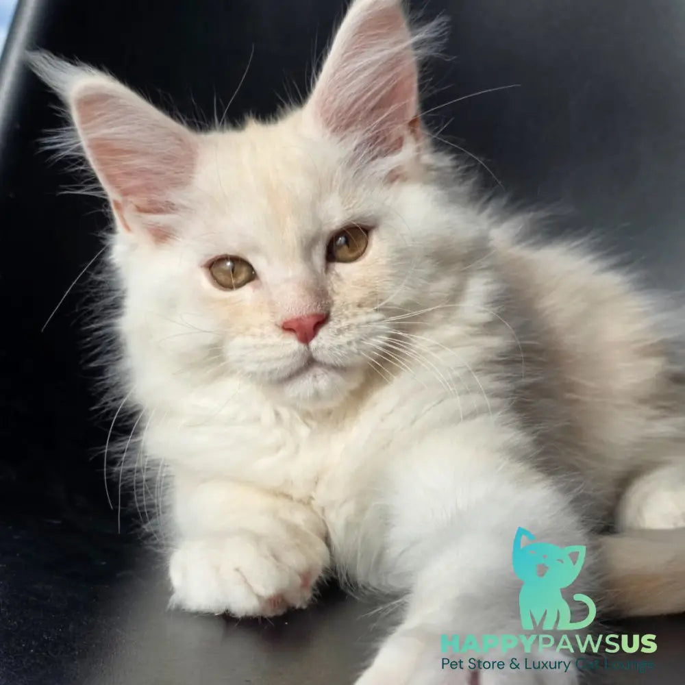 Rafael Maine Coon male red silver - live animals