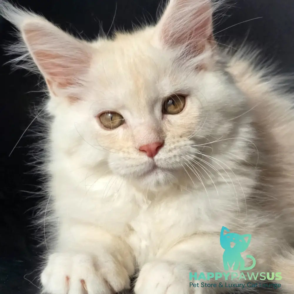 Rafael Maine Coon male red silver - live animals
