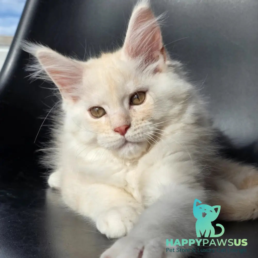 Rafael Maine Coon male red silver - live animals