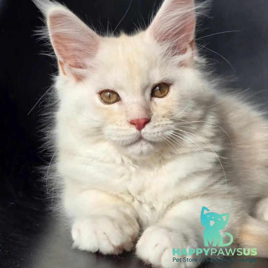 Rafael Maine Coon male red silver - live animals