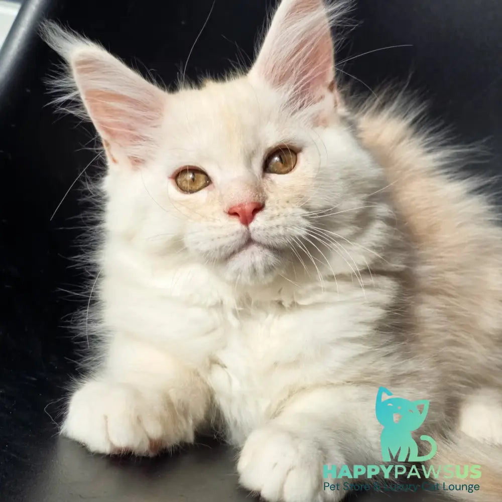 Rafael Maine Coon male red silver - live animals