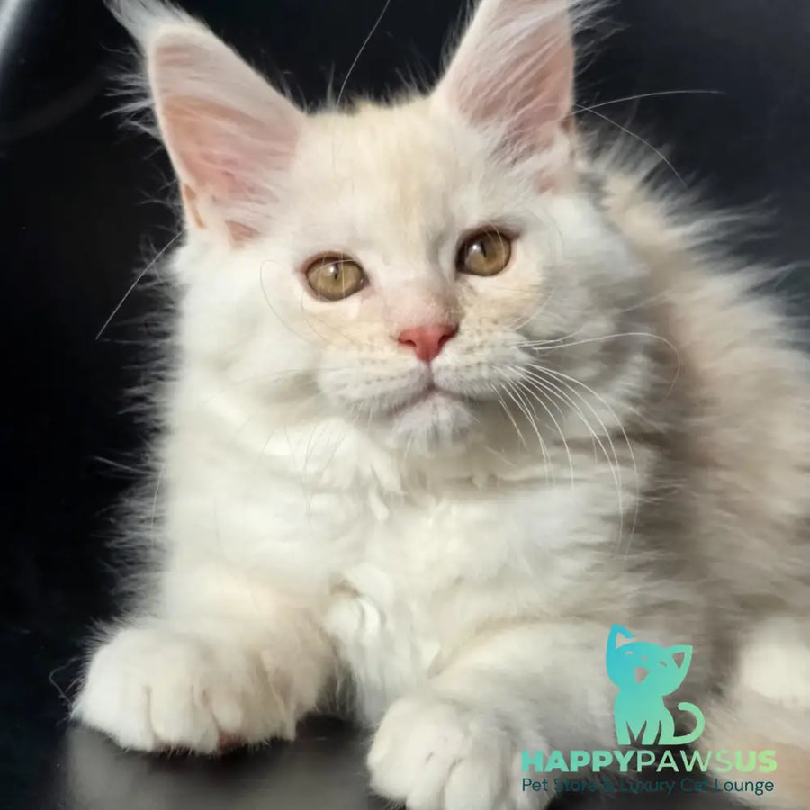 Rafael Maine Coon male red silver - live animals