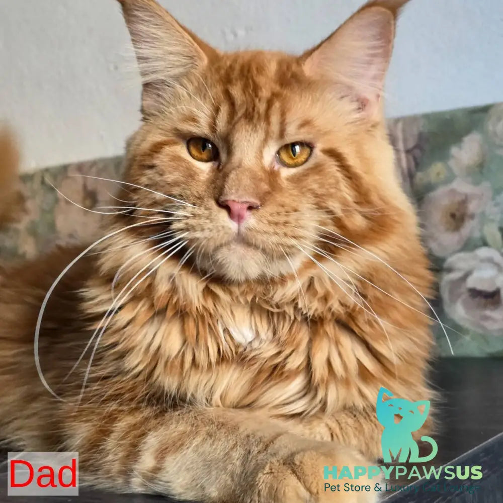Rafael Maine Coon male red silver - live animals