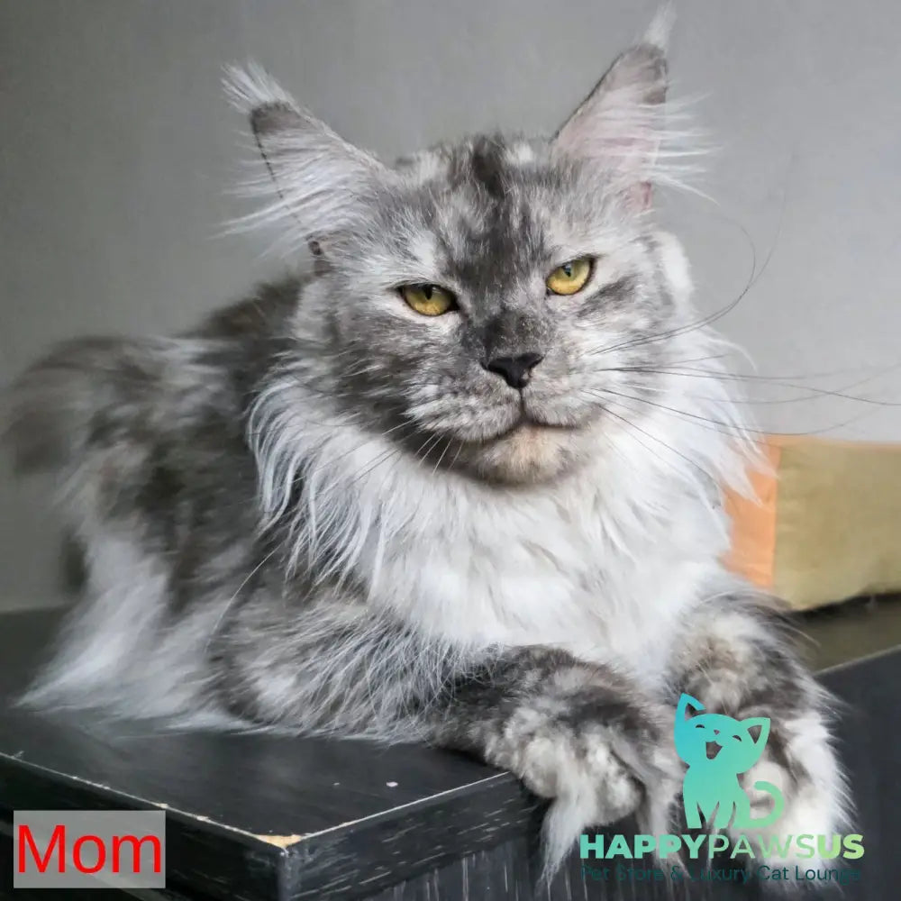 Rafael Maine Coon male red silver - live animals