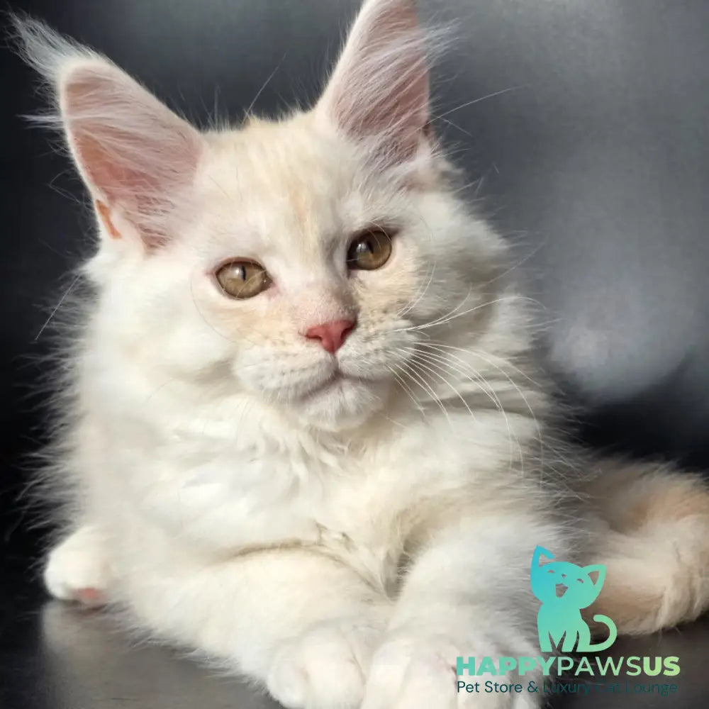 Rafael Maine Coon male red silver - live animals