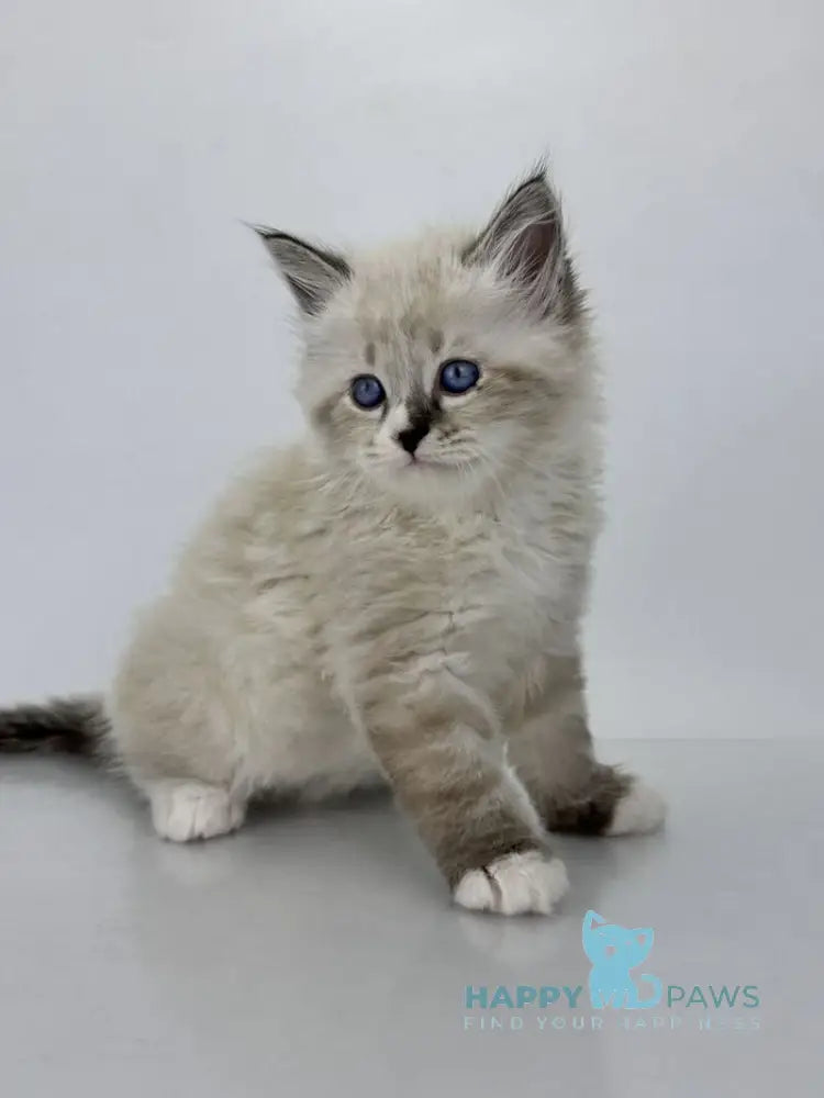 Rafael Siberian male black tabby pointed with white live animals