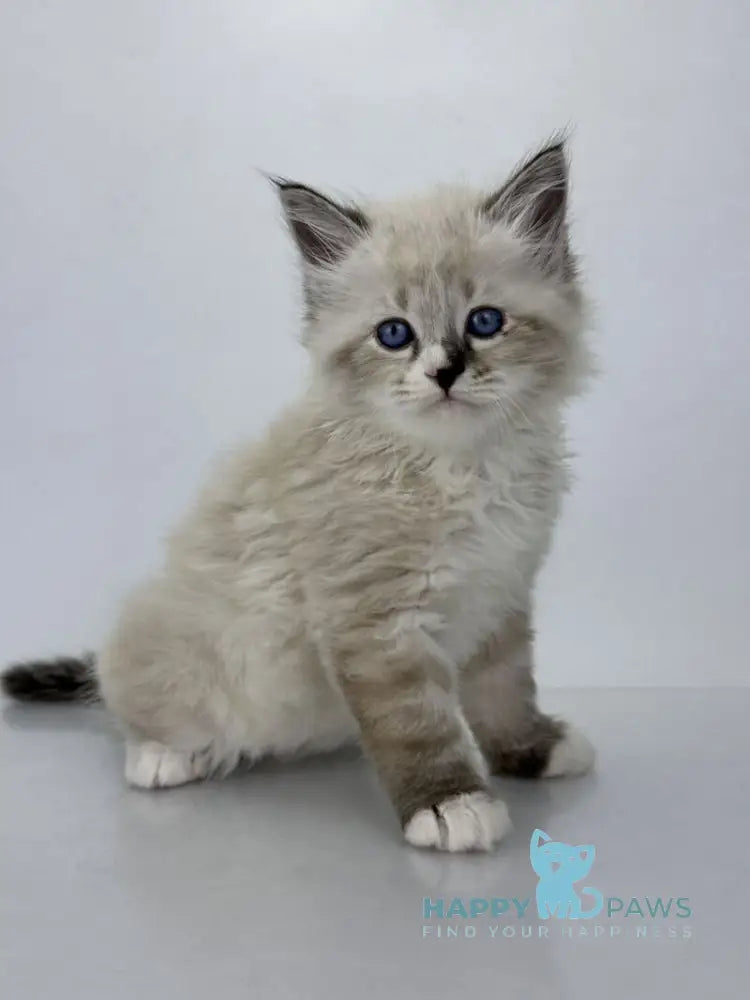 Rafael Siberian male black tabby pointed with white live animals