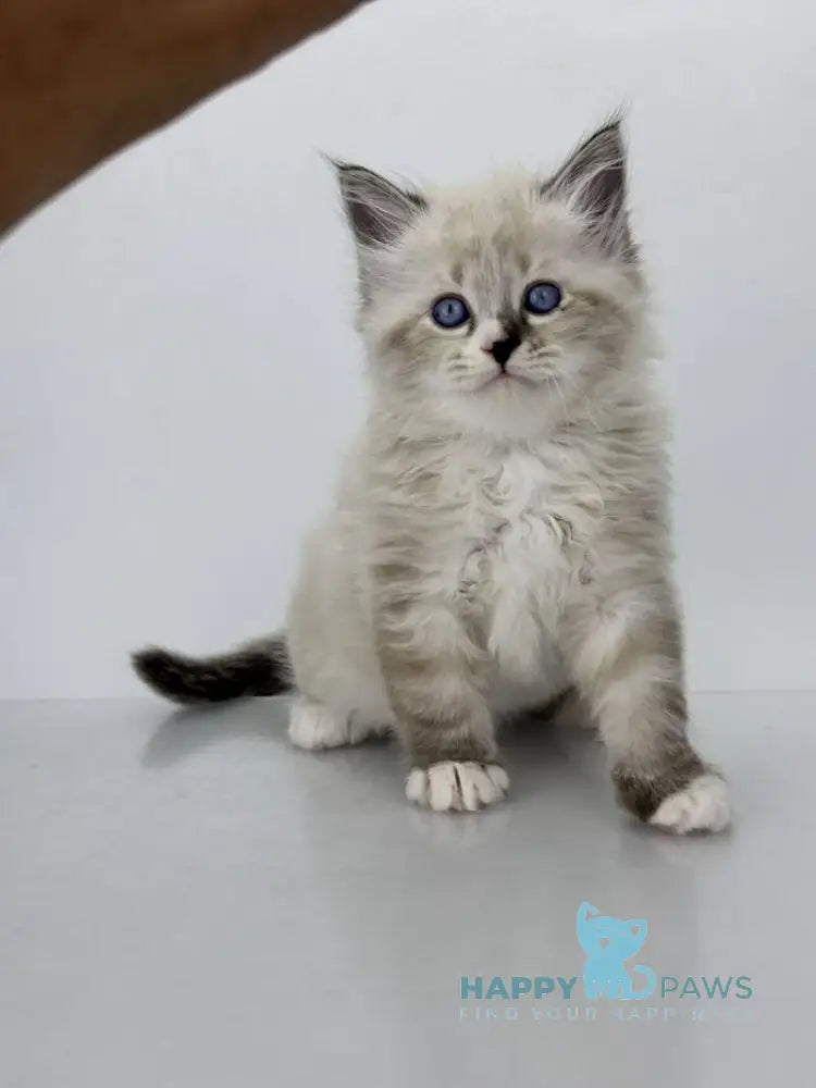 Rafael Siberian male black tabby pointed with white live animals
