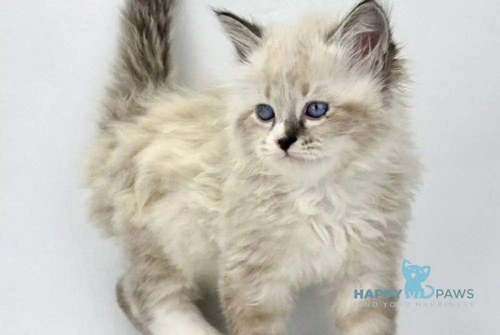 Rafael Siberian male black tabby pointed with white live animals