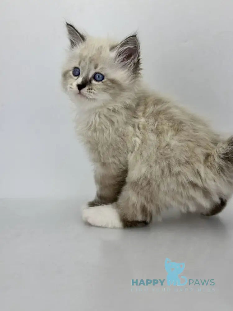 Rafael Siberian male black tabby pointed with white live animals