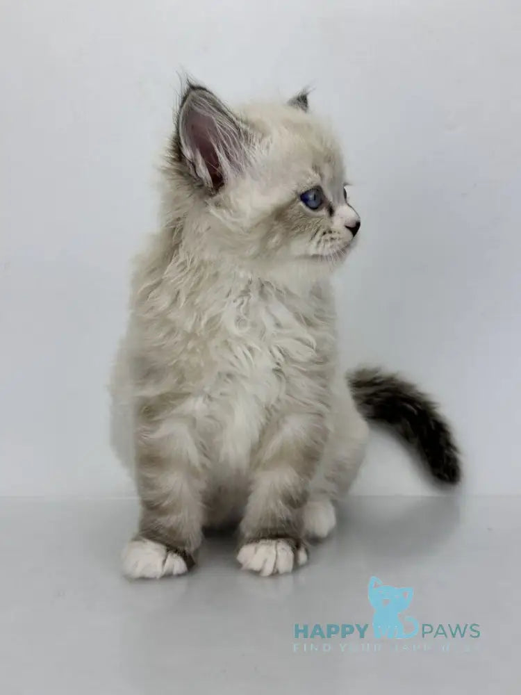 Rafael Siberian male black tabby pointed with white live animals