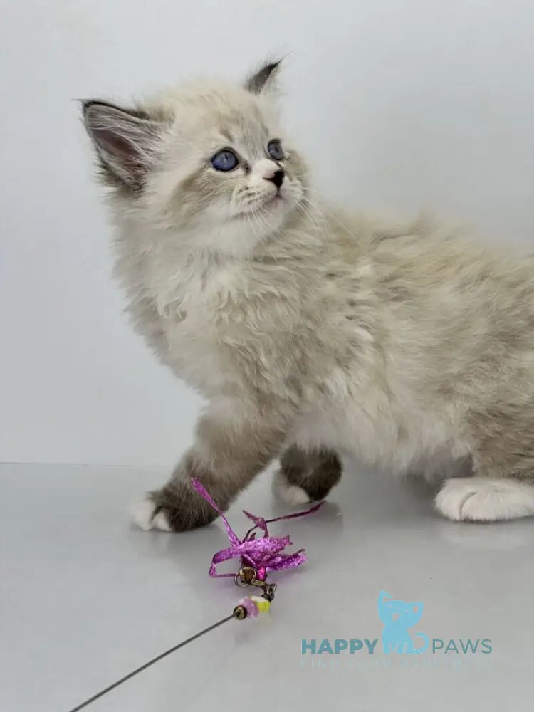 Rafael Siberian male black tabby pointed with white live animals
