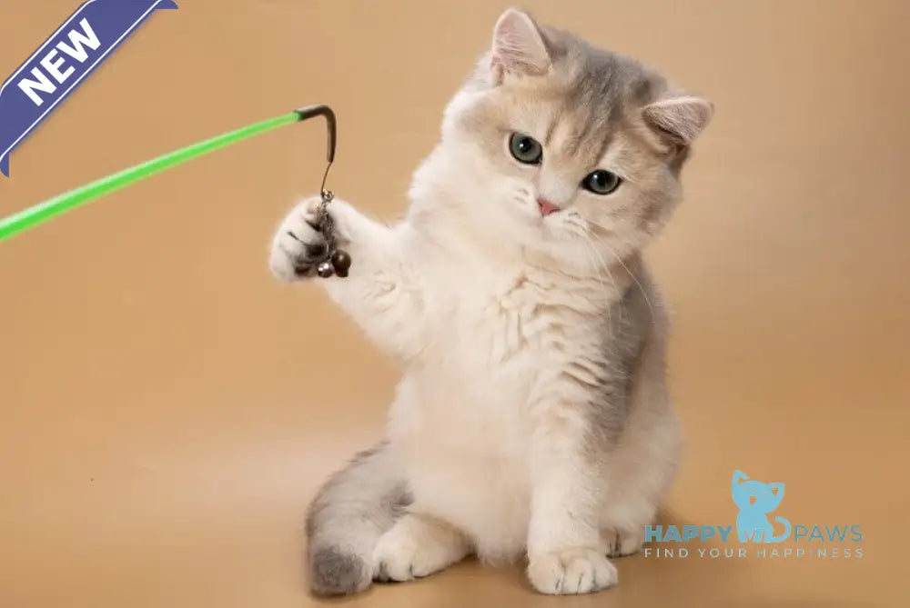 Rafaela British Shorthair female blue golden shaded live animals