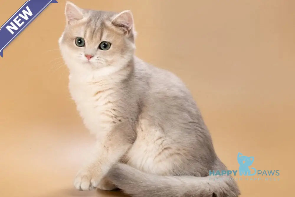 Rafaela British Shorthair female blue golden shaded live animals