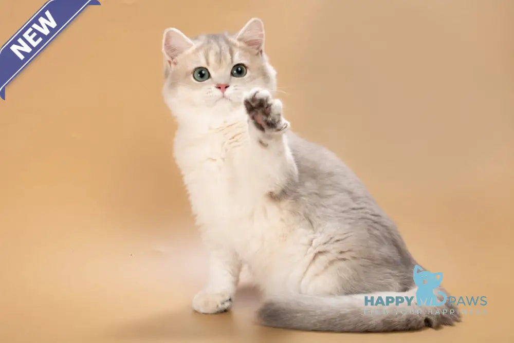 Rafaela British Shorthair female blue golden shaded live animals
