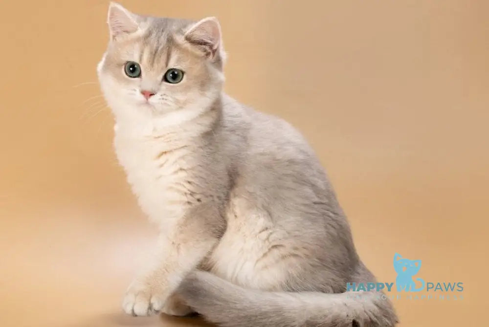 Rafaela British Shorthair female blue golden shaded live animals