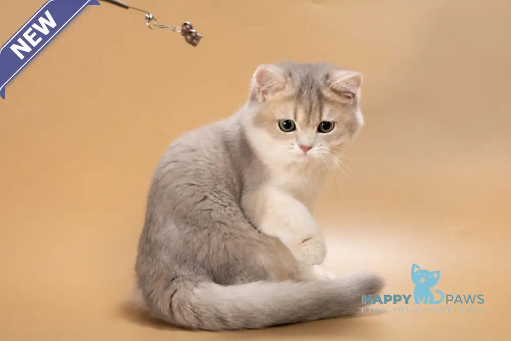 Rafaela British Shorthair female blue golden shaded live animals