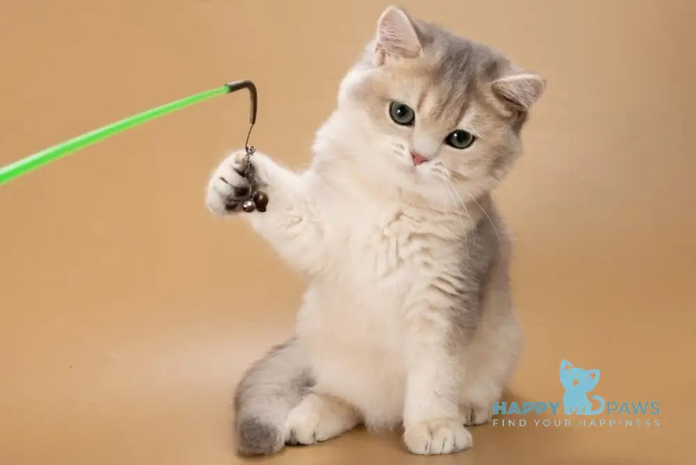 Rafaela British Shorthair female blue golden shaded live animals