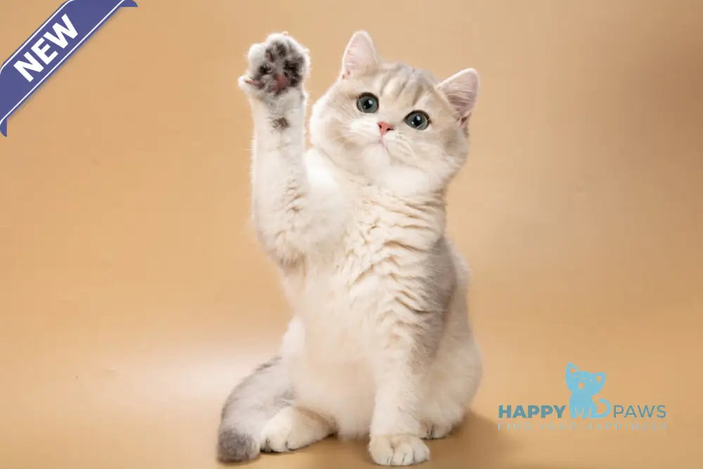 Rafaela British Shorthair female blue golden shaded live animals