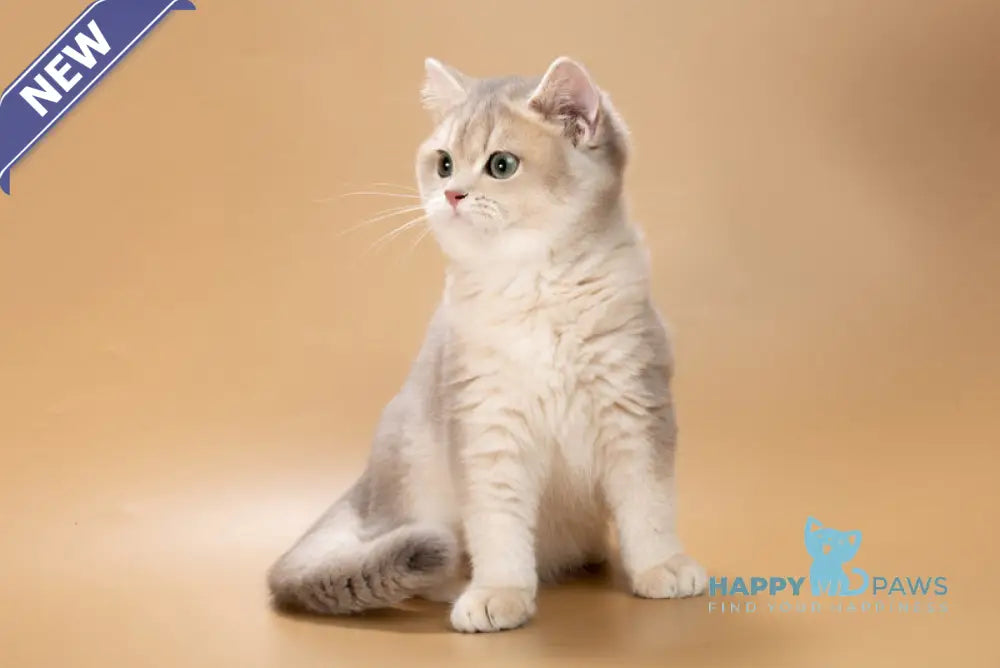 Rafaela British Shorthair female blue golden shaded live animals