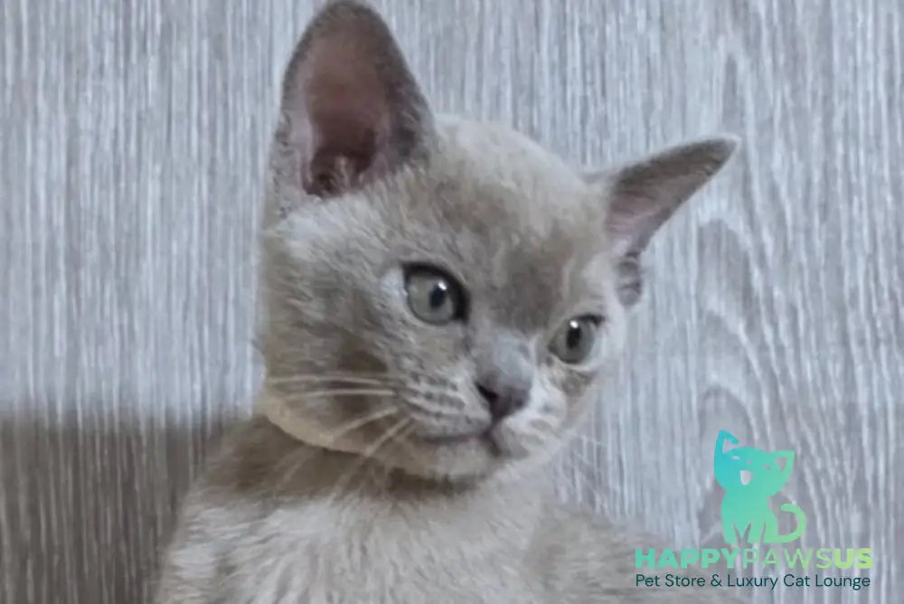 Rafaela Burmese female lilac live animals