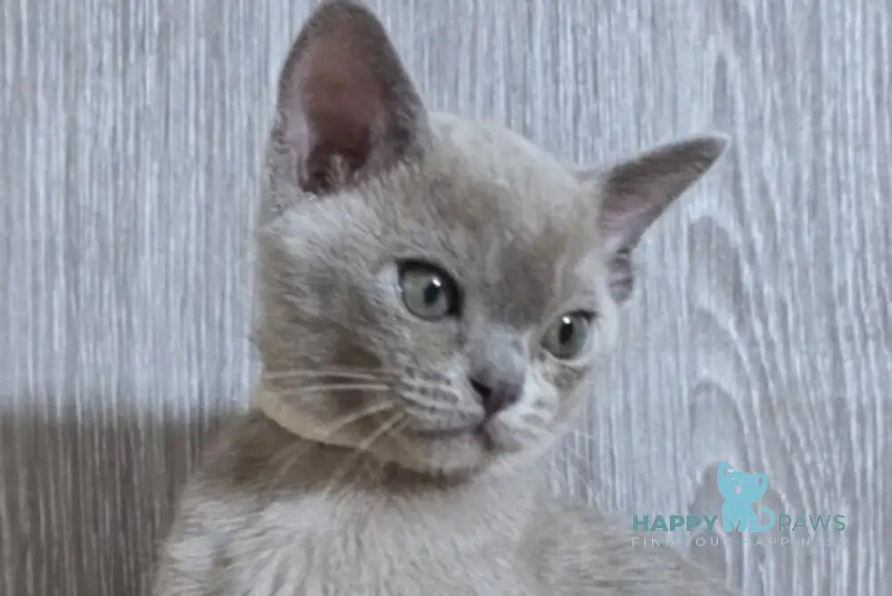 Rafaela Burmese female lilac live animals