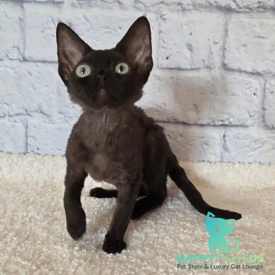 Rafaela Devon Rex female chocolate - live animals