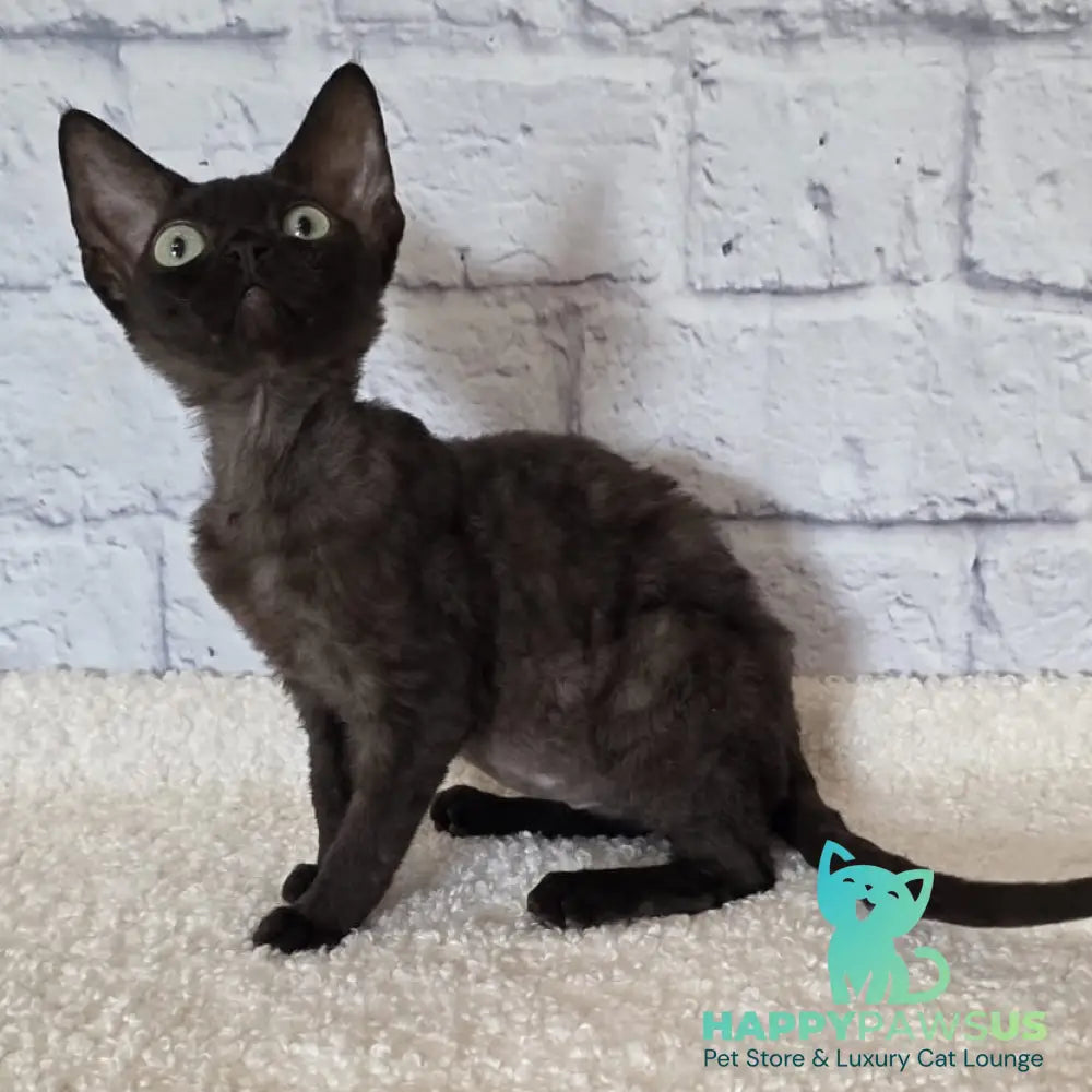 Rafaela Devon Rex female chocolate - live animals