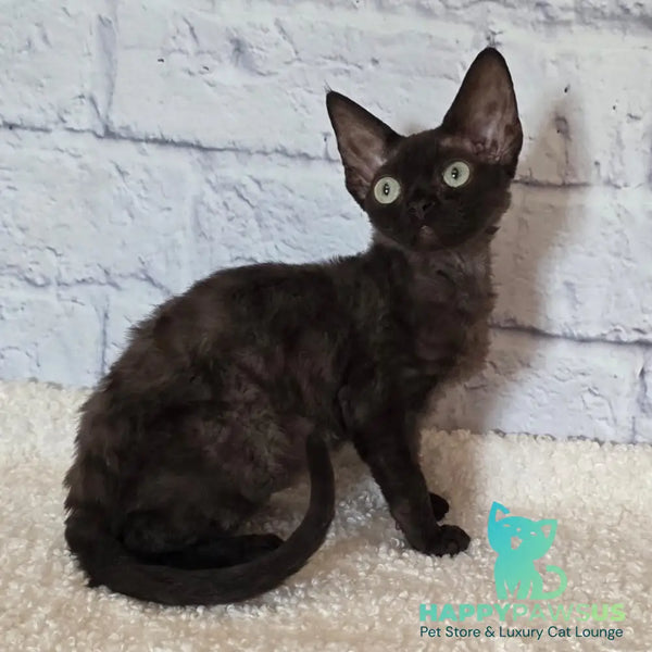 Rafaela Devon Rex female chocolate - live animals