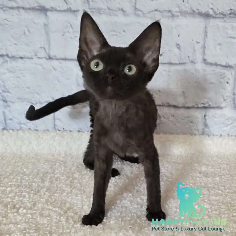 Rafaela Devon Rex female chocolate - live animals