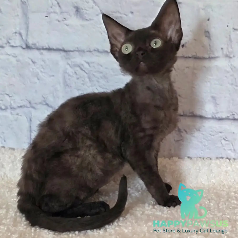 Rafaela Devon Rex female chocolate - live animals