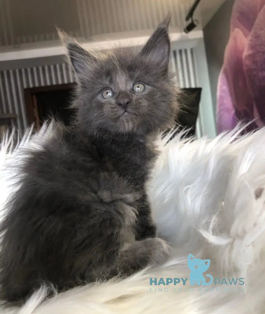 Rafaela Maine Coon female blue smoke live animals